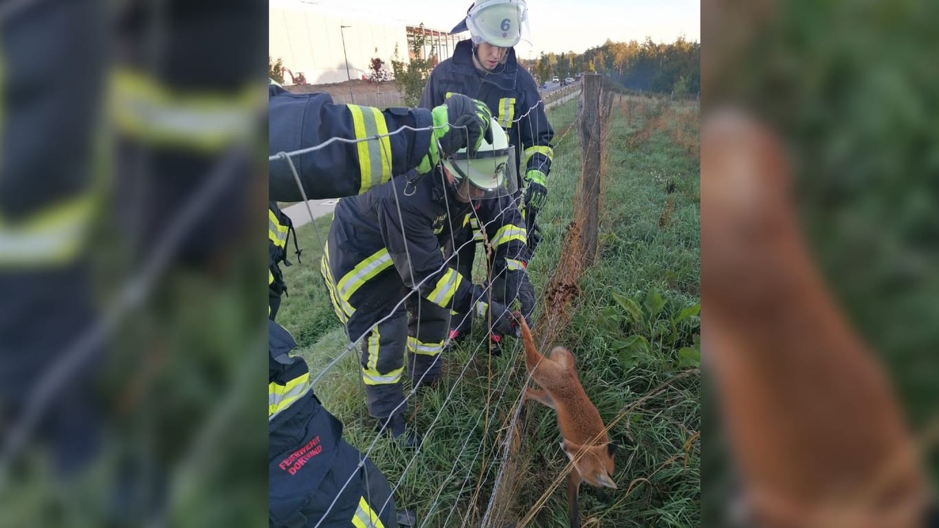 Ein Fuchs verhedderte sich im Zaun: Der Vierbeiner konnte von der Feuerwehr gerettet werden.