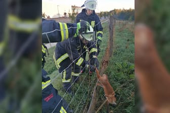Ein Fuchs verhedderte sich im Zaun: Der Vierbeiner konnte von der Feuerwehr gerettet werden.