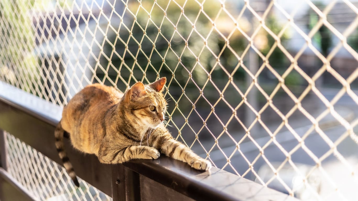 Achtung Sturzgefahr: Netze können Katzen davor schützen, aus geöffneten Fenstern oder von Balkonen zu stürzen.