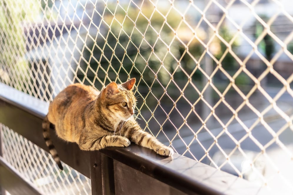 Achtung Sturzgefahr: Netze können Katzen davor schützen, aus geöffneten Fenstern oder von Balkonen zu stürzen.