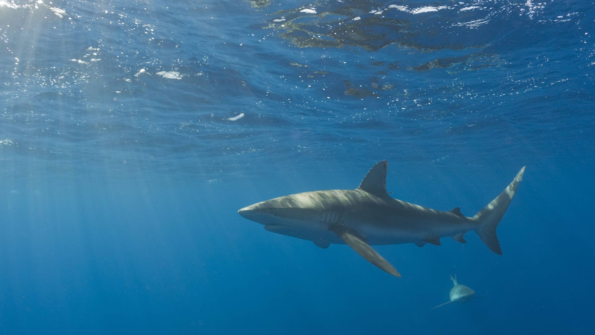 Galapagoshai bei Maui (Symbolbild): Auf der hawaiianischen Insel ist eine 51-Jährige von einem Hai gebissen worden. Galapagoshai bei Maui (Symbolbild): Auf der hawaiianischen Insel ist eine 51-Jährige von einem Hai gebissen worden.