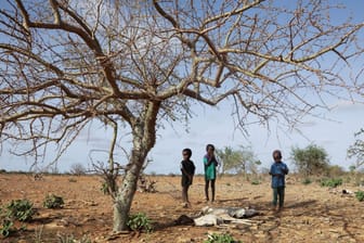 Kinder stehen in Somalia neben einem toten Tier: Dem Land droht auch aufgrund der Klimakrise eine Hungersnot.