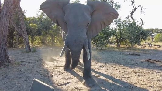 Elefant attackiert Camper