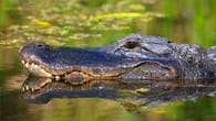 Alligator beißt Mann Arm ab