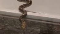 Python kriecht aus Toilette