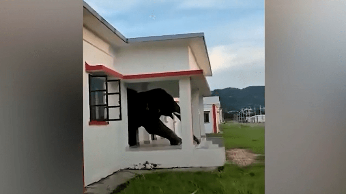 Ein Elefant bleibt in einer Tür stecken (Quelle: KameraOne). Ein Elefant bleibt in einer Tür stecken (Quelle: KameraOne).