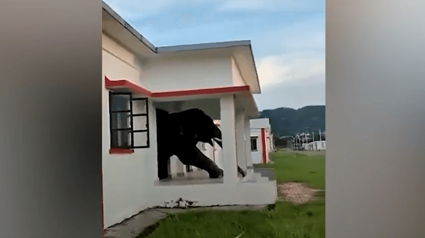 Ein Elefant bleibt in einer Tür stecken (Quelle: KameraOne).