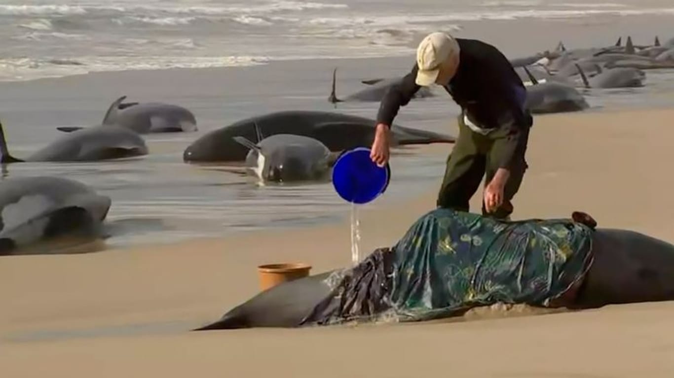 Ein Retter gießt Wasser auf einen gestrandeten Wal am Ocean Beach in der Nähe von Strahan, Australien.