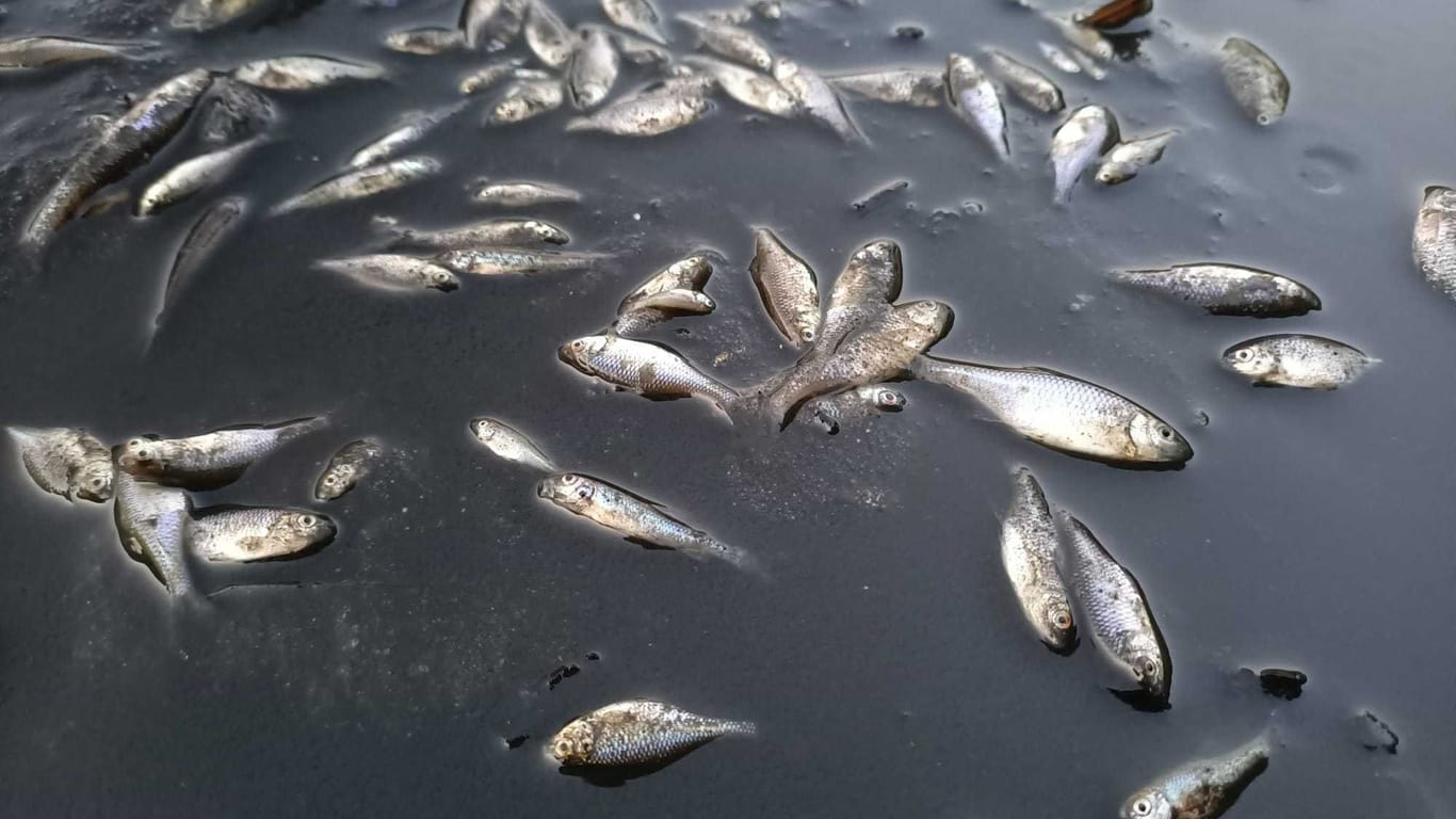 Tote Fische in der Issel: Naturschützer schlagen Alarm.