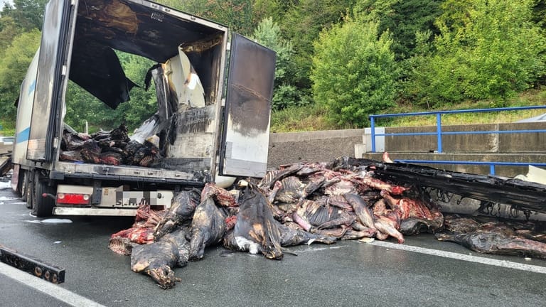 Verkohlte Rinderhälften im ausgebrannten Lkw: 20 Tonnen hatte der Laster geladen.