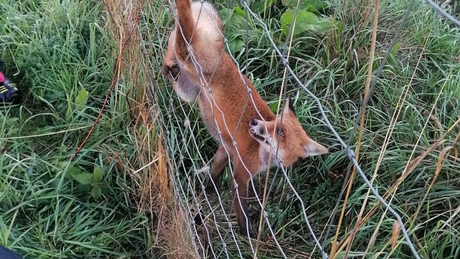 Der Fuchs verschwand nach der Rettungsaktion im Unterholz.