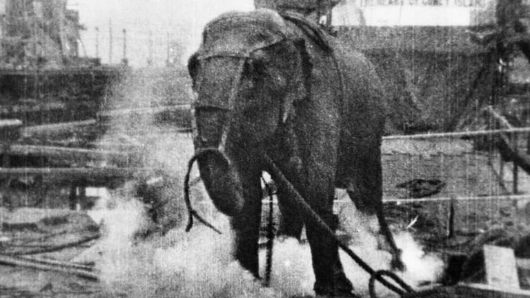 Topsy: Der Elefant wurde 1903 grausam hingerichtet.