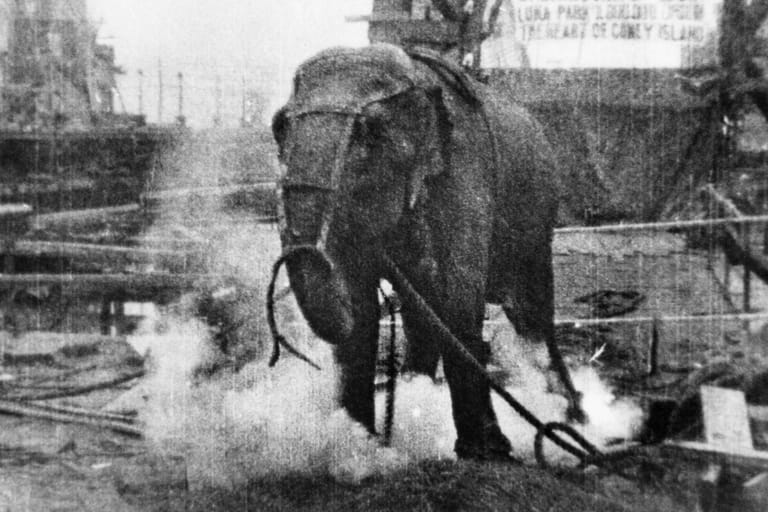 Topsy: Der Elefant wurde 1903 grausam hingerichtet.