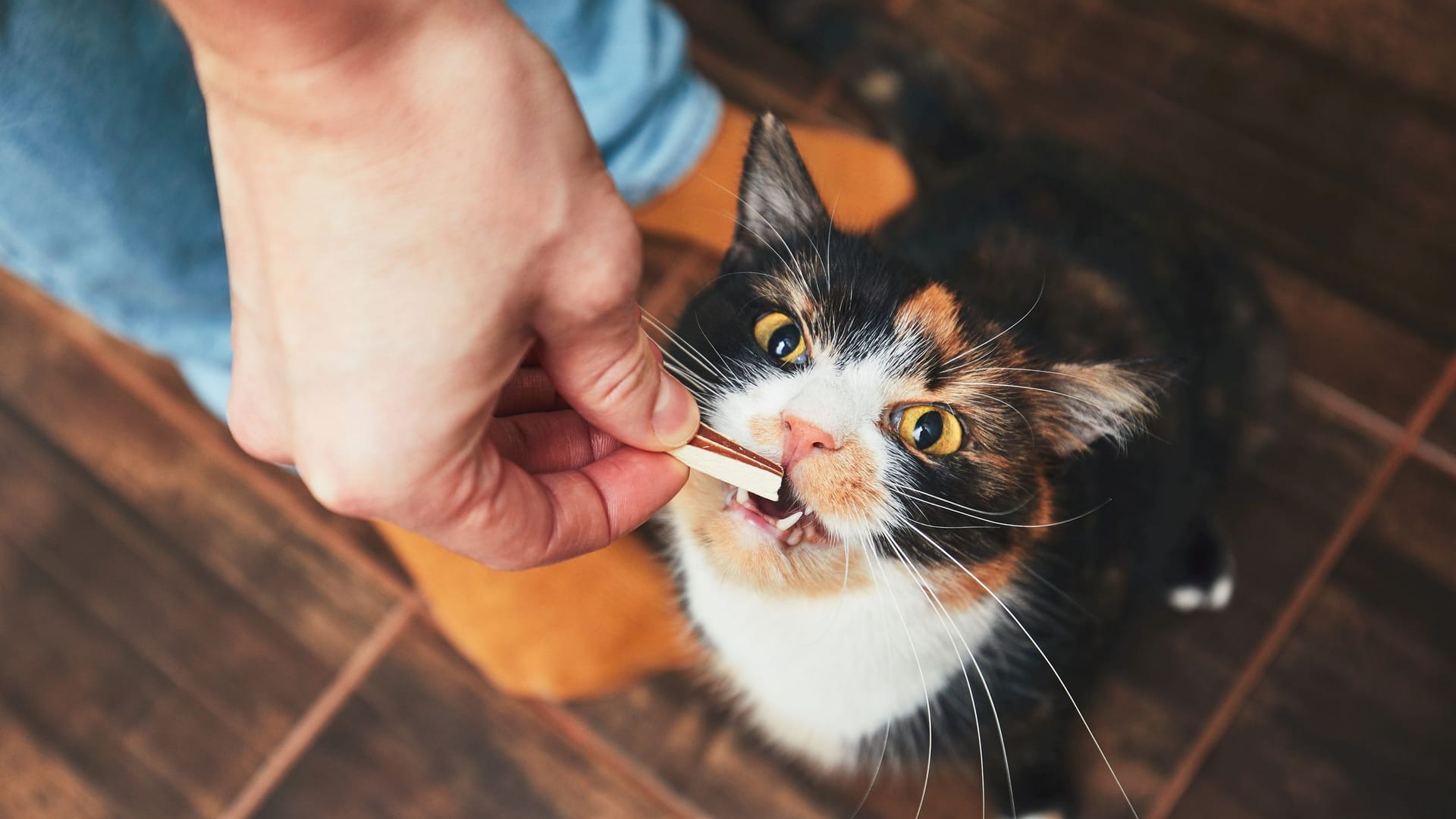 Katzenfutter: Nicht alle Lebensmittel sind für Katzen verdaulich.