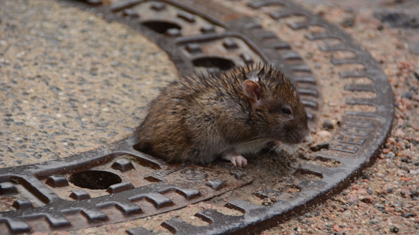 Eine Ratte hing in einem Gullydeckel fest: Das Tier wurde durch die Feuerwehr Hamburg gerettet.
