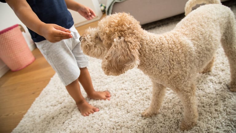Neue Rangordnung: Bis Hunde sich an ein Kind gewöhnt haben, sollten Eltern immer ein Auge auf das Tier haben.