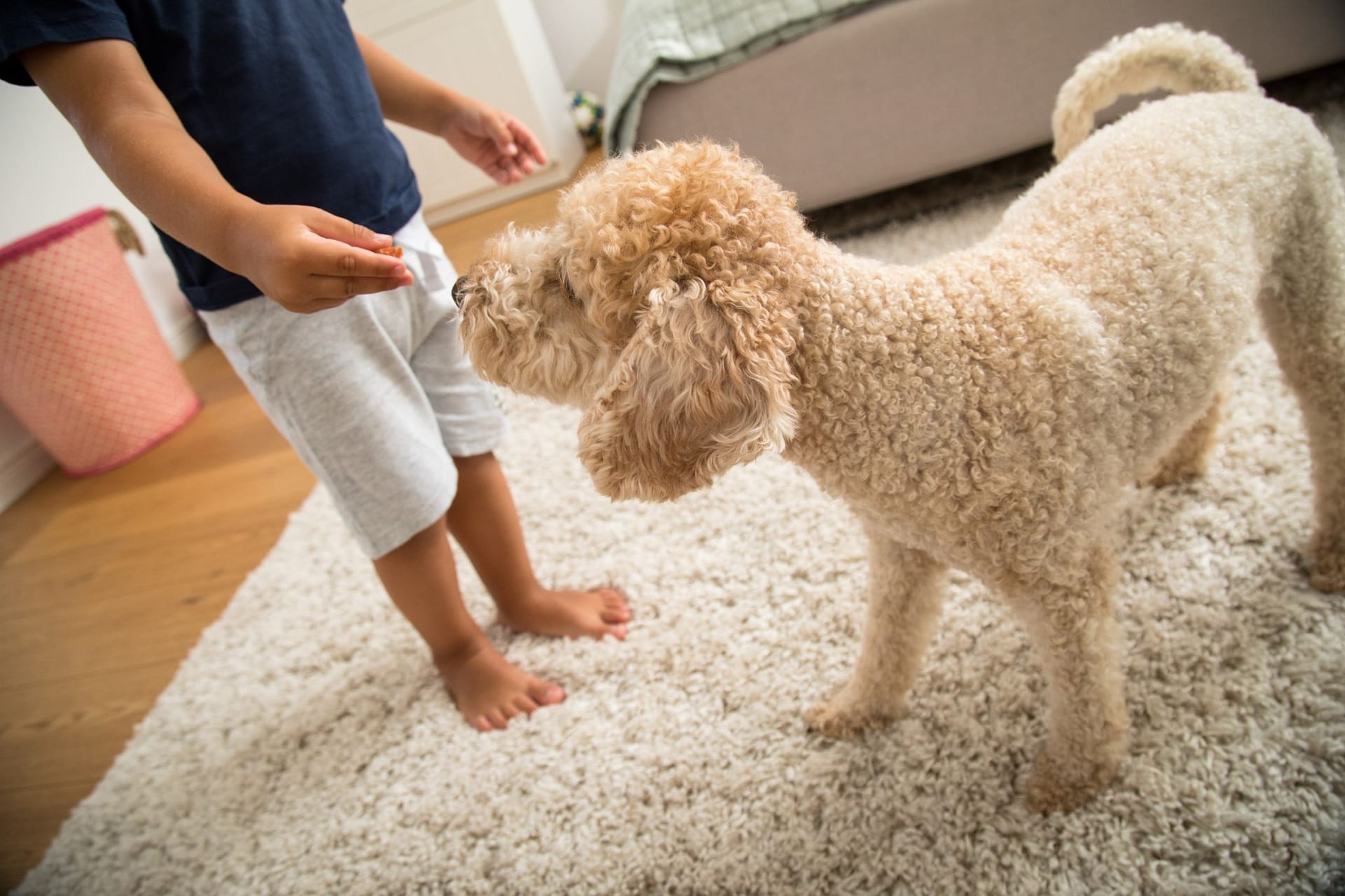 Neue Rangordnung: Bis Hunde sich an ein Kind gewöhnt haben, sollten Eltern immer ein Auge auf das Tier haben.