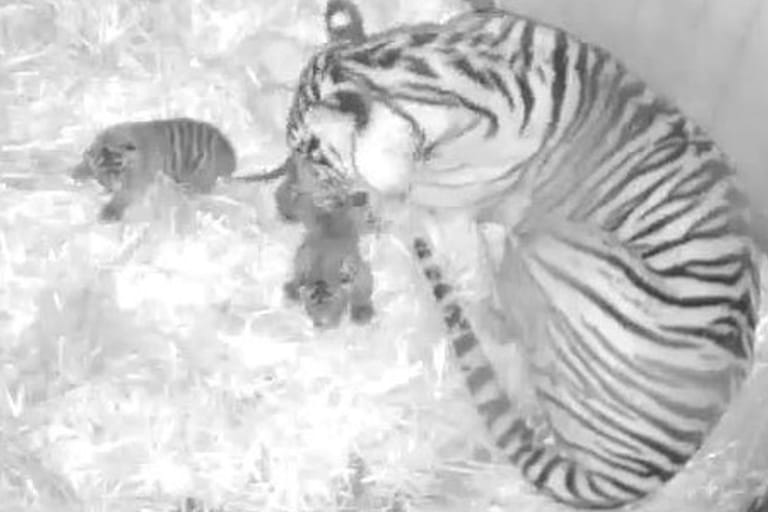 Mama "Mayang" mit ihren Jungen: Sumatra-Tiger sind akut vom Aussterben bedroht.