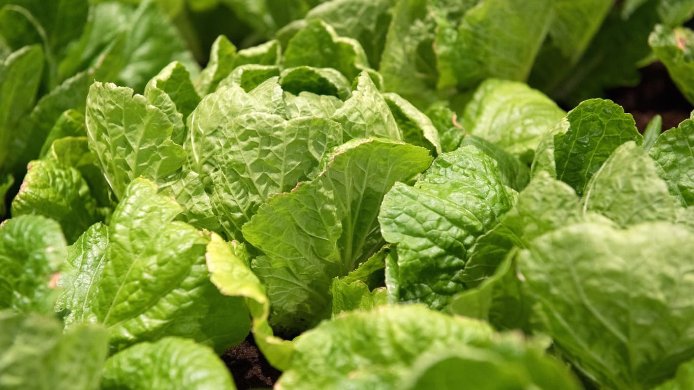 Salate für den Herbst: Chinakohl hält Kälte aus und kann auch nach der Sommersaison noch zu respektabler Größe im Beet anwachsen.