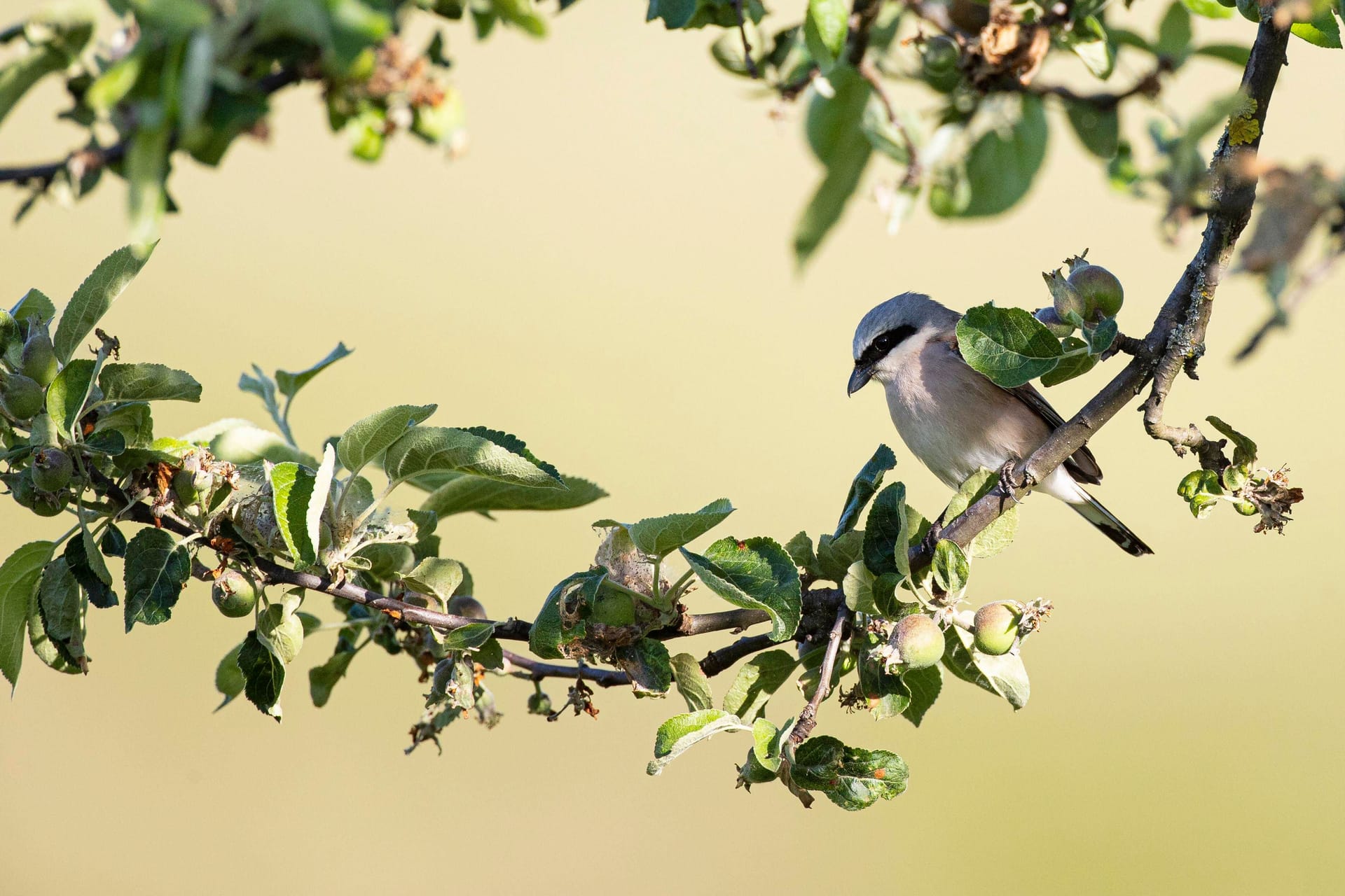 Ein Neuntöter-Männchen auf seiner Sitzwarte: Bis zum 27. Oktober kann jeder an der Wahl des Vogels des Jahres teilnehmen. Die Auszeichnung des NABU wird seit mehr als 50 Jahren vergeben.