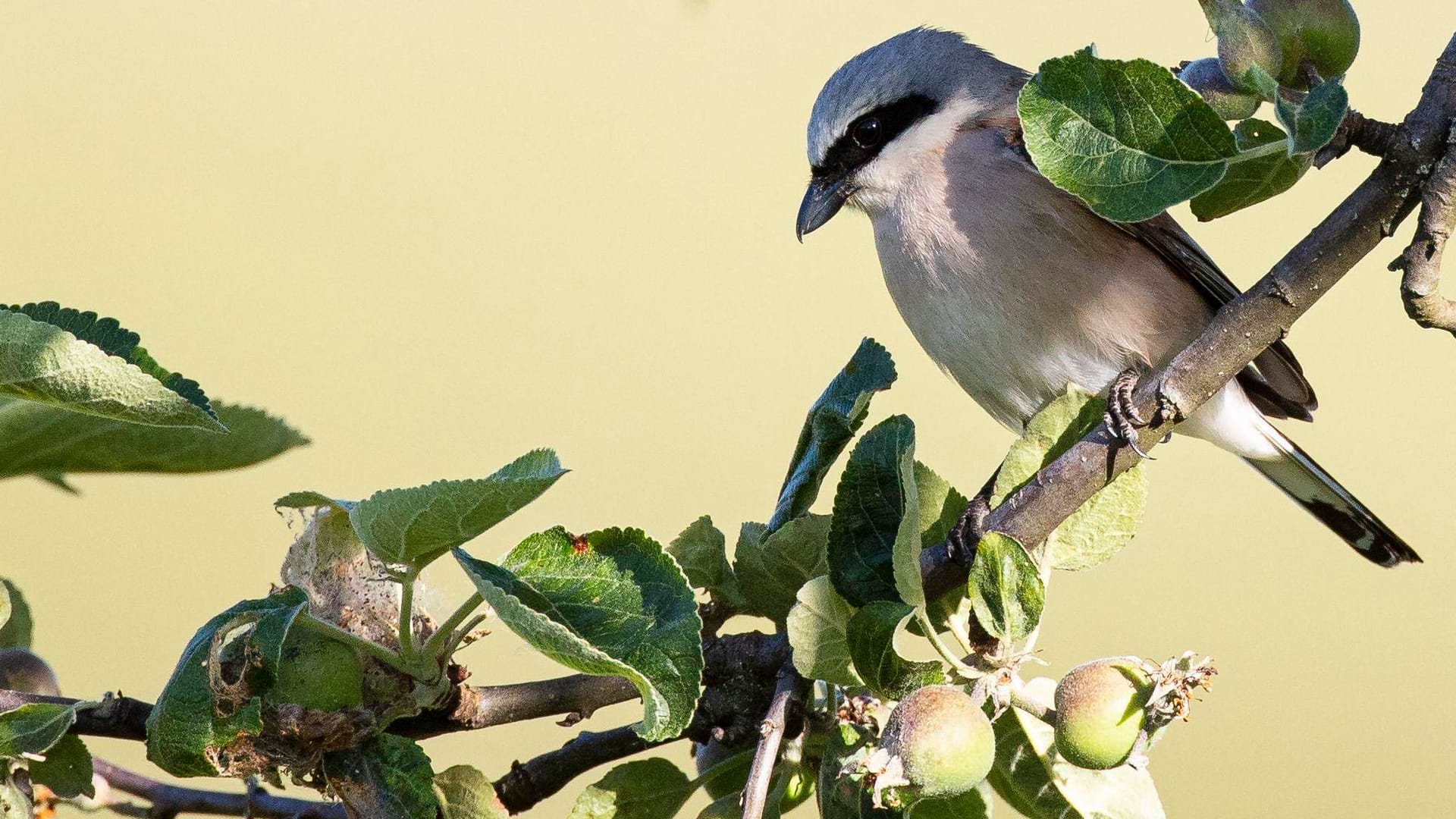 Ein Neuntöter-Männchen auf seiner Sitzwarte: Bis zum 27. Oktober kann jeder an der Wahl des Vogels des Jahres teilnehmen. Die Auszeichnung des NABU wird seit mehr als 50 Jahren vergeben.