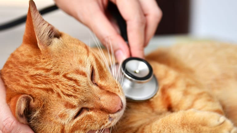 Eine Katze wird medizinisch untersucht.