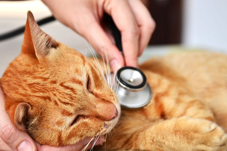 Schnell handeln: Hat eine Katze Kontakt mit Permethrin und zeigt Symptome, sollte unmittelbar ein Tierarzt aufgesucht werden.