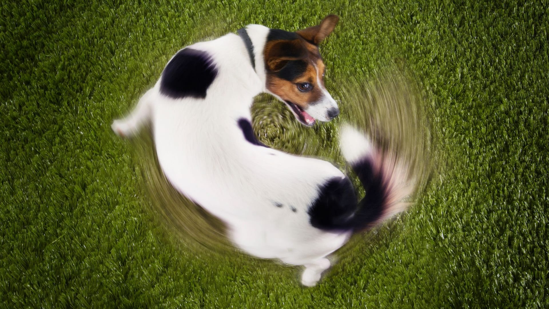 Hund jagt den eigenen Schwanz: Was man bei Welpen noch niedlich findet, kann sich später zu einer schweren Verhaltensstörung entwickeln.