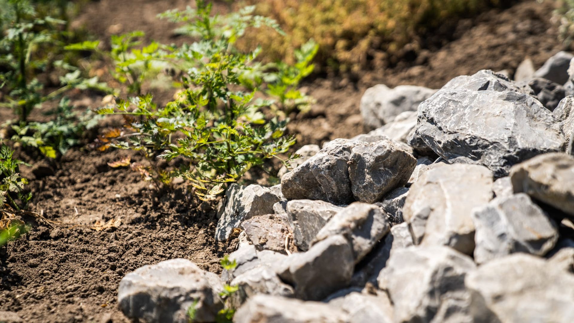 Mehr als nur ein Haufen Steine in einer Gartenecke: Das ist ein Zuhause für viele Tiere.