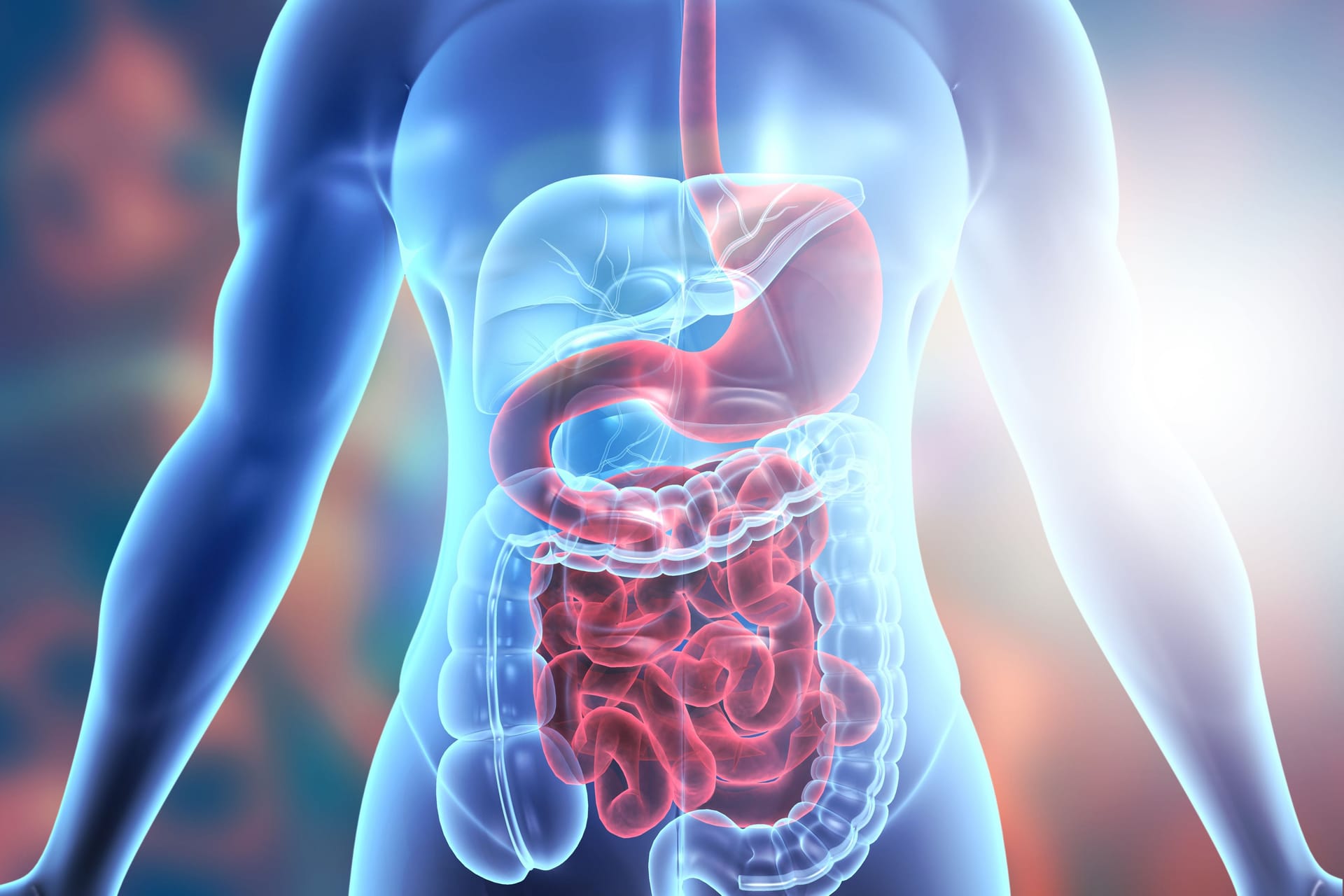 Magen-Darm-Trakt des Menschen schematisch dargestellt