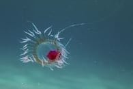 Turritopsis dohrnii: Die Qualle scheint biologisch unsterblich zu sein.