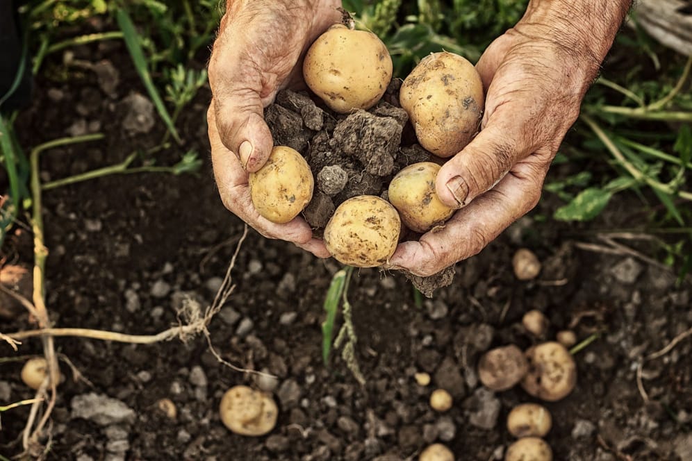 Kartoffeln: Stoppeln nennt man das Aufsammeln von Knollen nach dem Ernten.