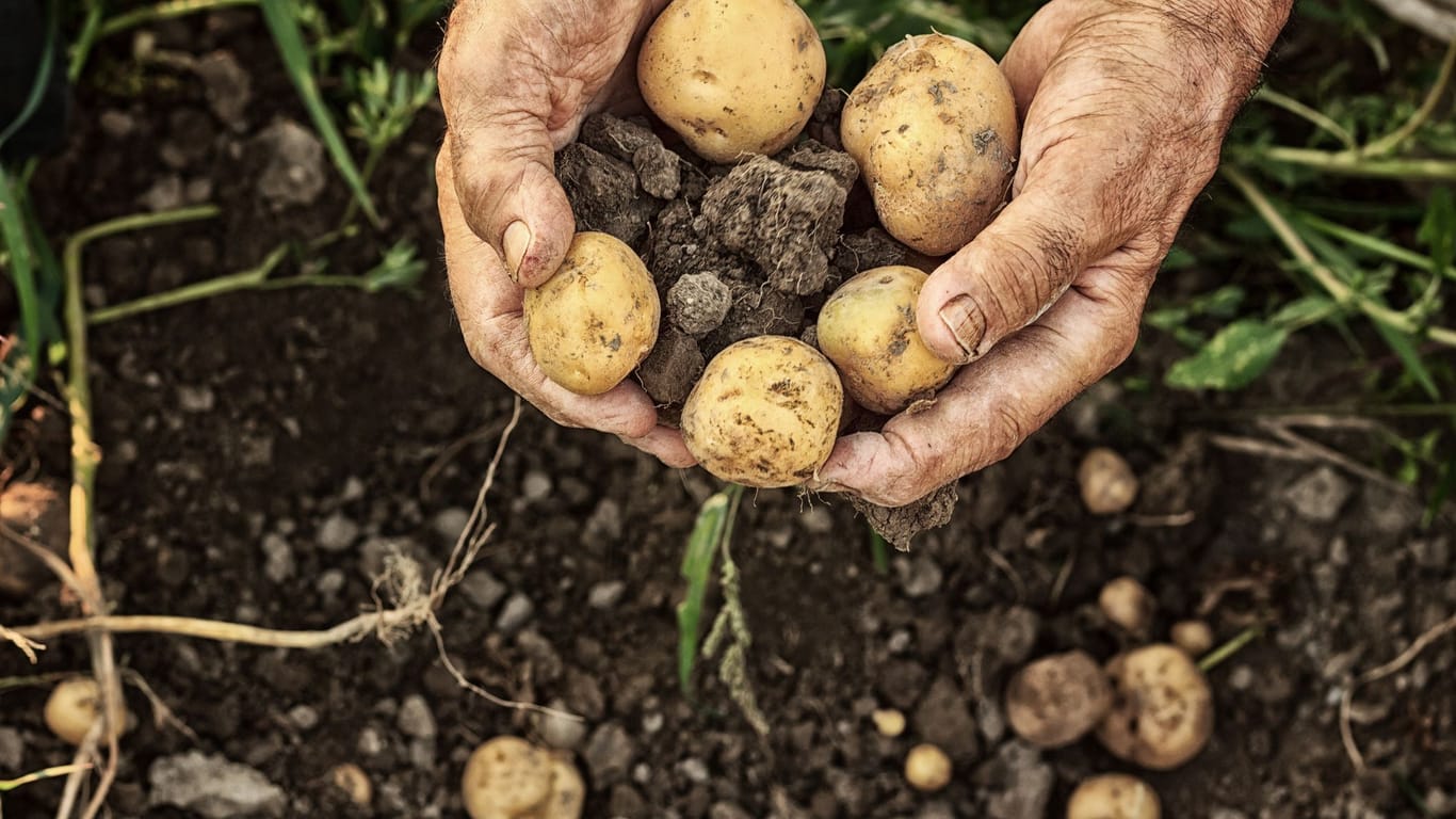 Kartoffeln: Stoppeln nennt man das Aufsammeln von Knollen nach dem Ernten.
