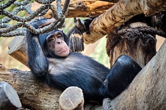 Schimpanse im Zoo Leipzig (Archivfoto): Vor einigen Tagen kam es dort zu einer tragischen Auseinandersetzung.