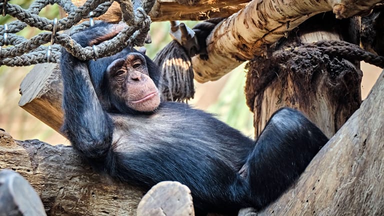 Schimpanse im Zoo Leipzig (Archivfoto): Vor einigen Tagen kam es dort zu einer tragischen Auseinandersetzung.