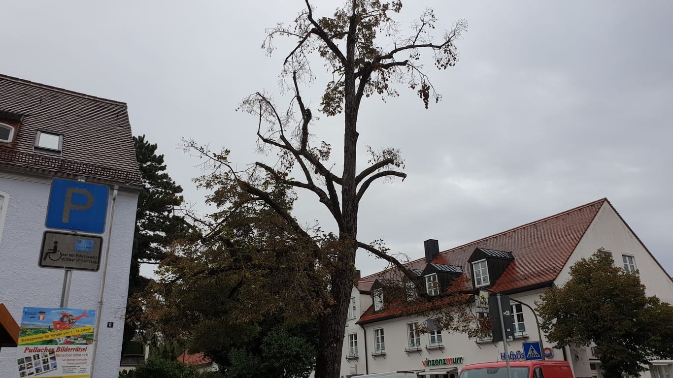 Die "Hitler-Linde" in Pullach bei München ist in den letzten Zügen: Normalerweise werden die Bäume mehrere Hundert Jahre alt.