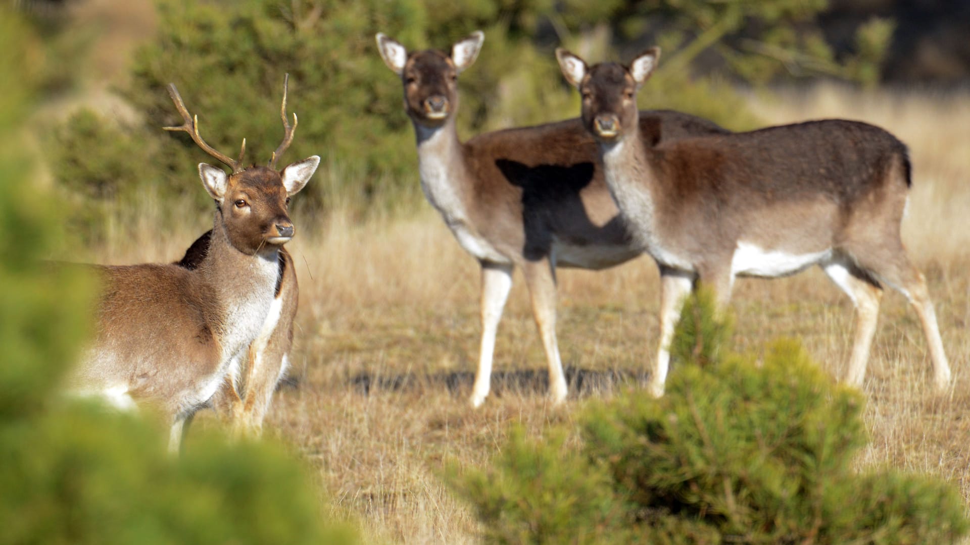 Natur pur: Rotwild zieht im Glauer Tal bei seiner Futtersuche durch den Wald.