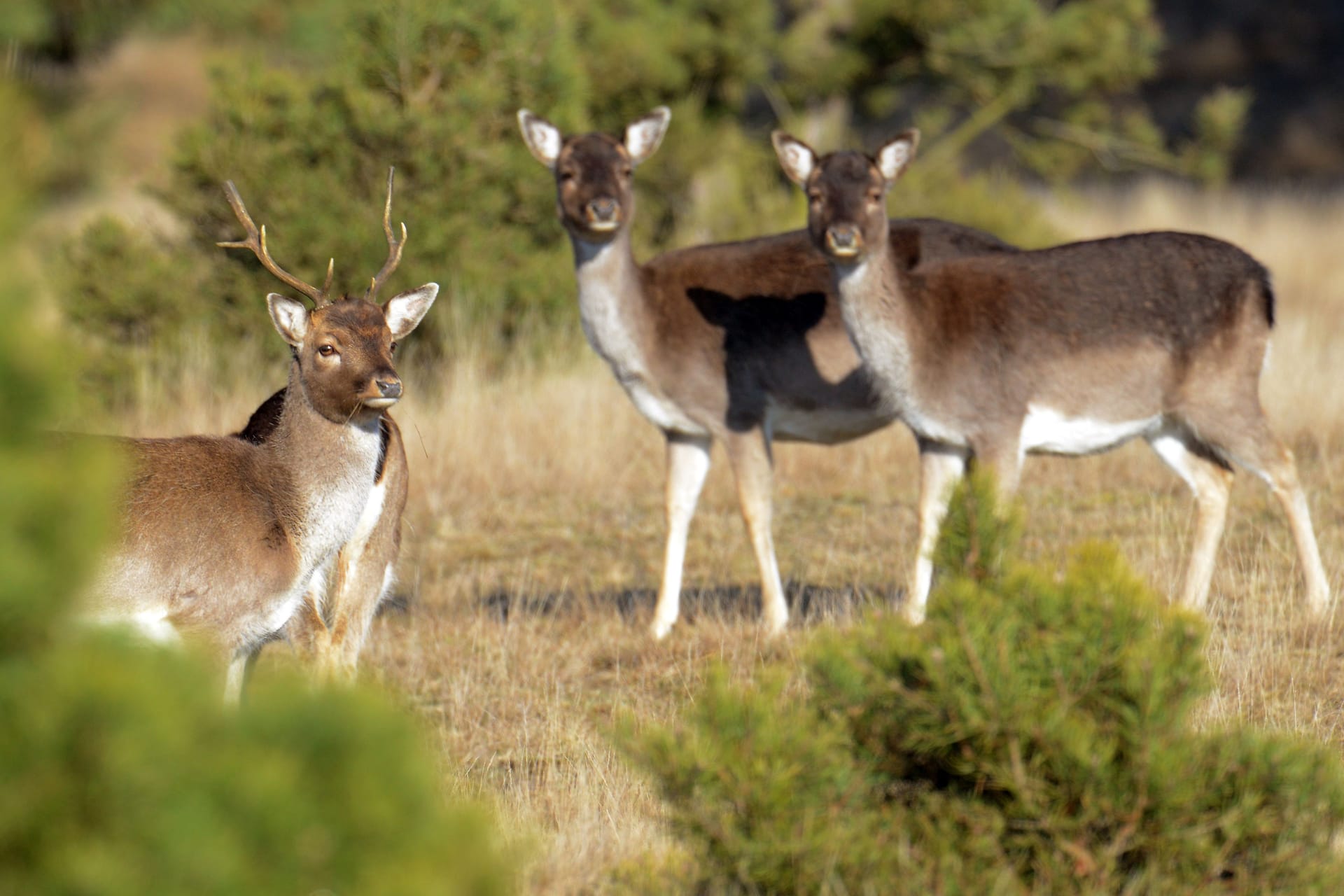 Natur pur: Rotwild zieht im Glauer Tal bei seiner Futtersuche durch den Wald.