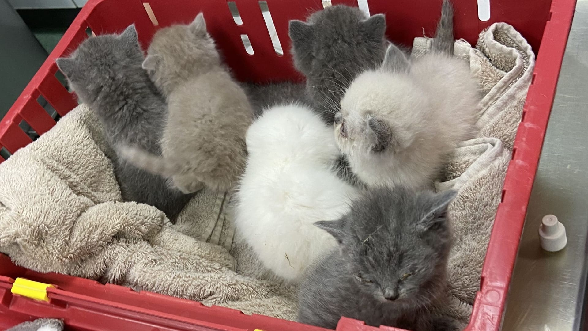 Mit aufgrund des Katzenschnupfens vereiterten Augen und viel zu mager kamen die Katzenbabys ins Tierheim Süderstraße.