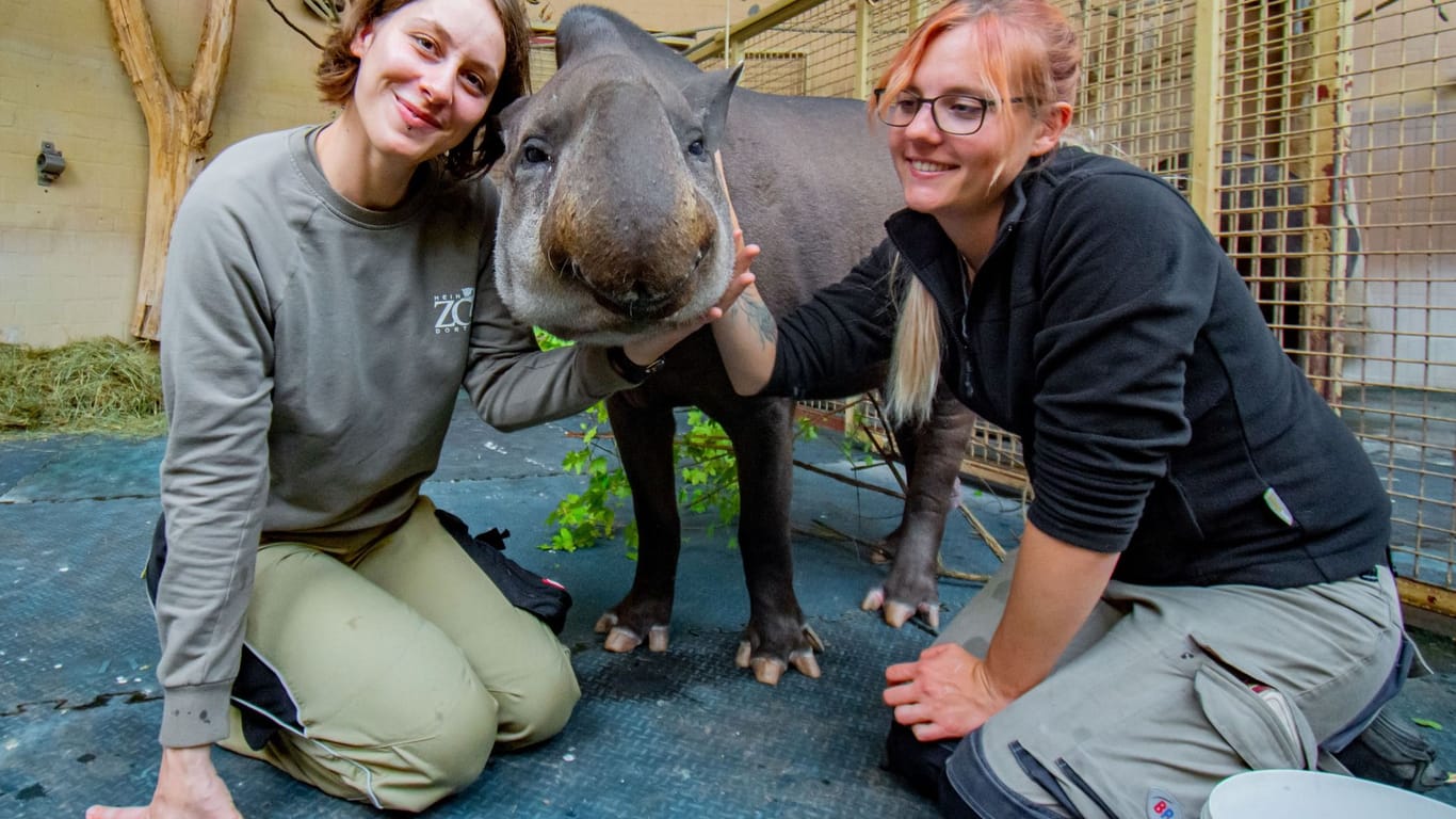 Kuni nach der Ankunft im Zoo Saarbrücken zusammen mit seinen Tierpflegerinnen: Er hat es sich bereits gemütlich gemacht.