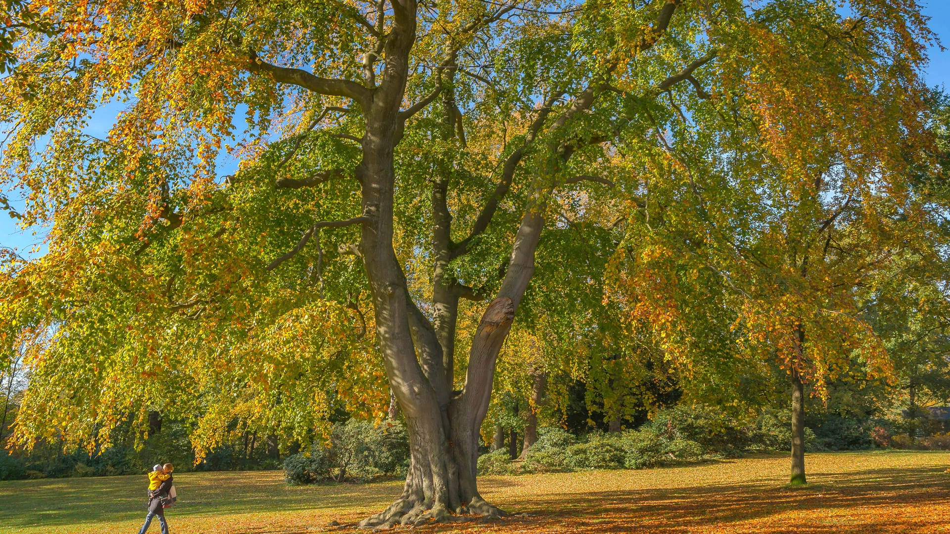 Vorbote des Herbstes: Die orangenen Blätter der Rotbuche leiten nach dem phänologischen Kalender die kältere Jahreszeit ein.