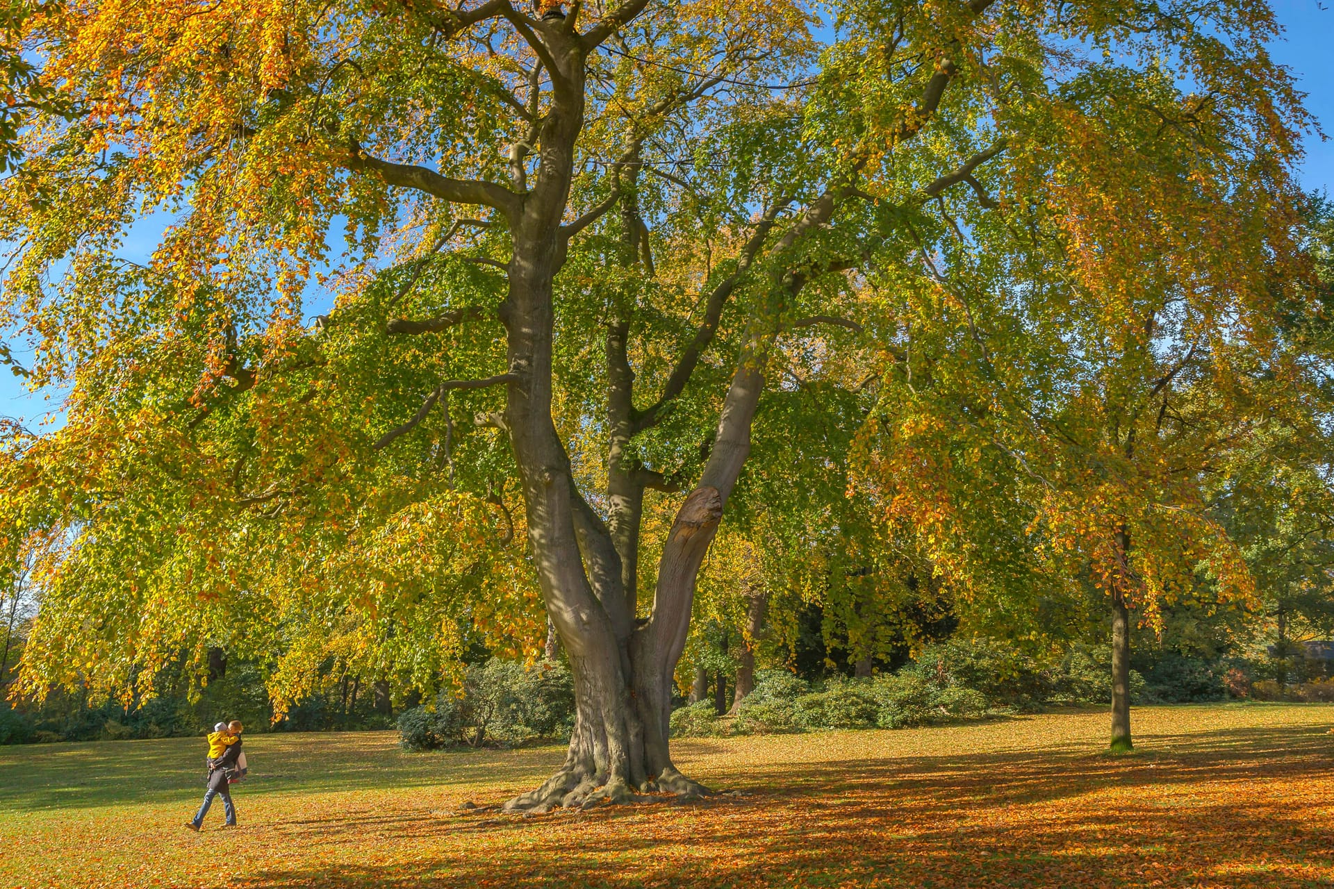 Vorbote des Herbstes: Die orangenen Blätter der Rotbuche leiten nach dem phänologischen Kalender die kältere Jahreszeit ein.