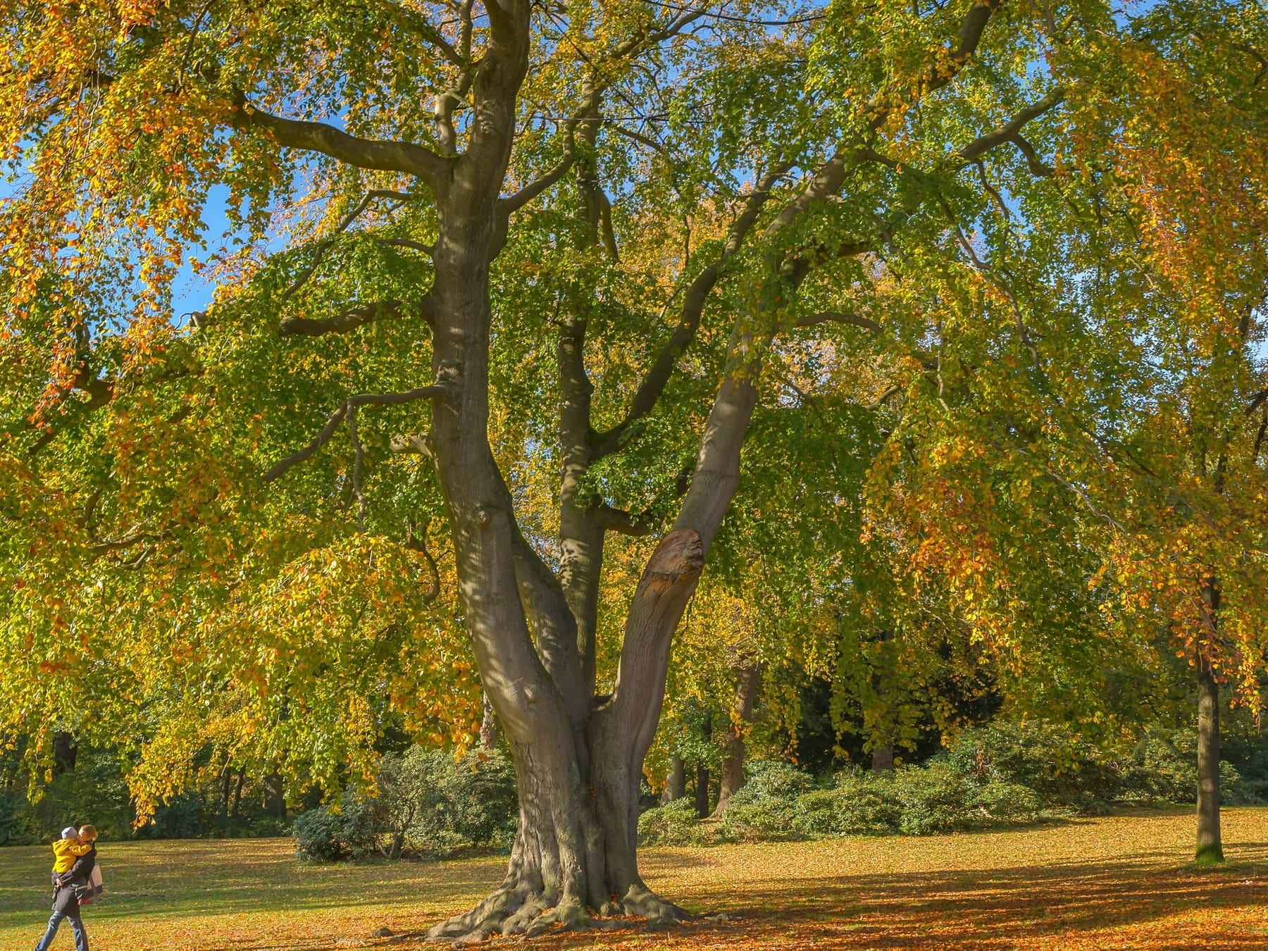 Herbst des Holzapfelbaums