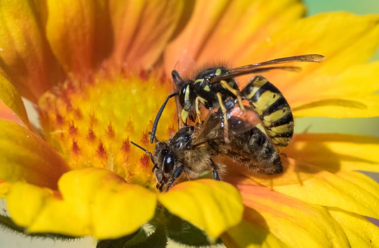 Biene (unten) und Wespe (oben): Bienen sammeln Pollen, Wespen nicht.