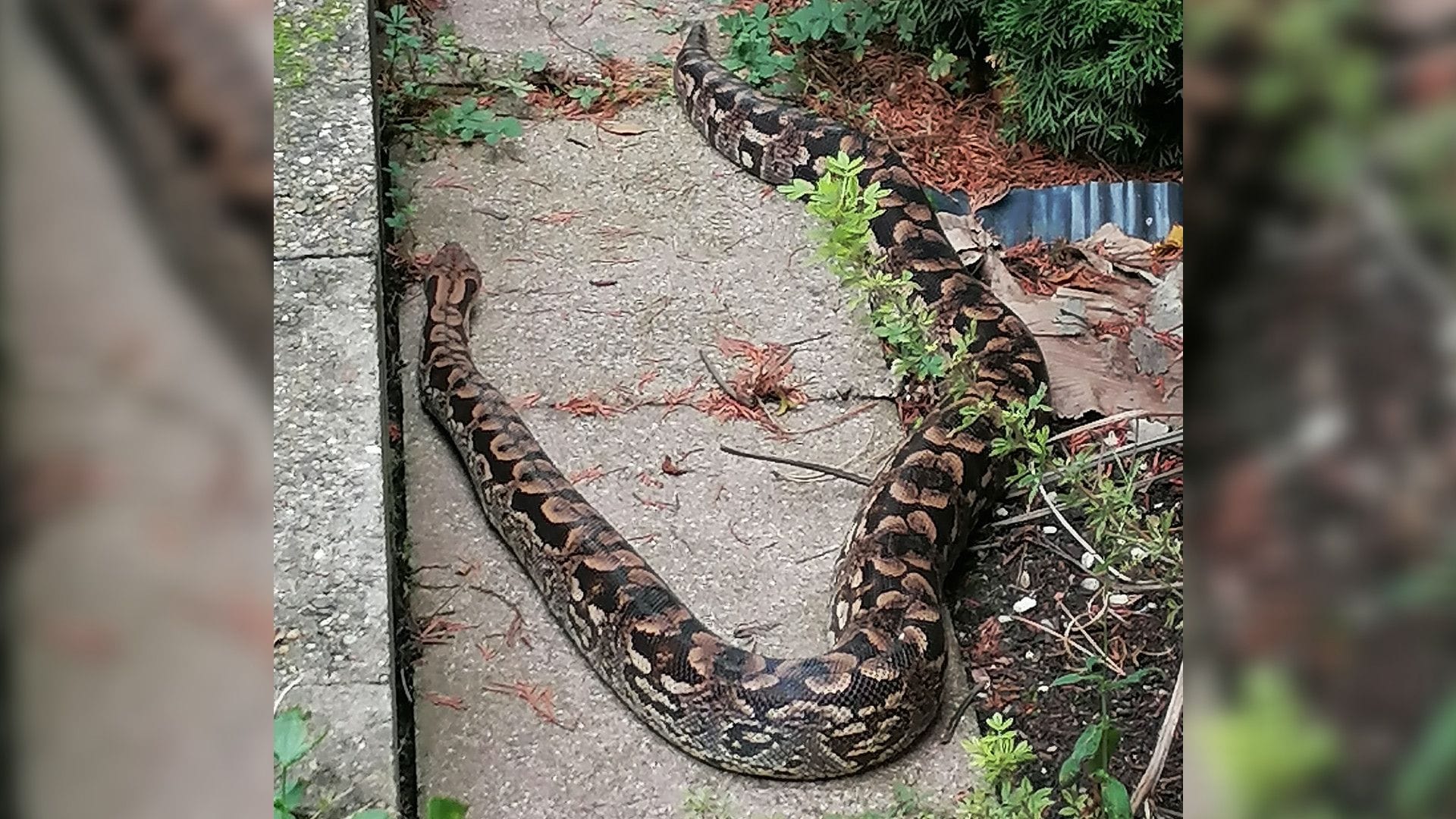 Eine Madagaskarboa streift durch einen baden-württembergischen Garten: Das Tier wurde zunächst in die Wilhelma nach Stuttgart gebracht. Eine Madagaskarboa streift durch einen baden-württembergischen Garten: Das Tier wurde zunächst in die Wilhelma nach Stuttgart gebracht.