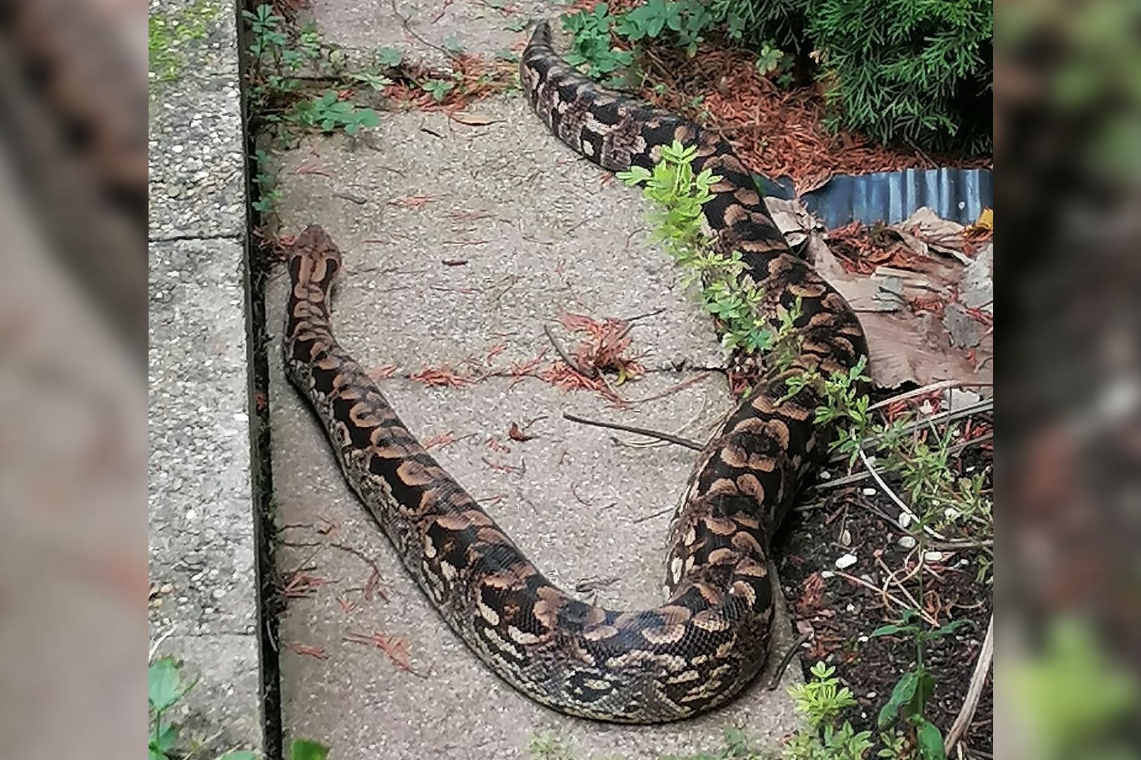 Eine Madagaskarboa streift durch einen baden-württembergischen Garten: Das Tier wurde zunächst in die Wilhelma nach Stuttgart gebracht.