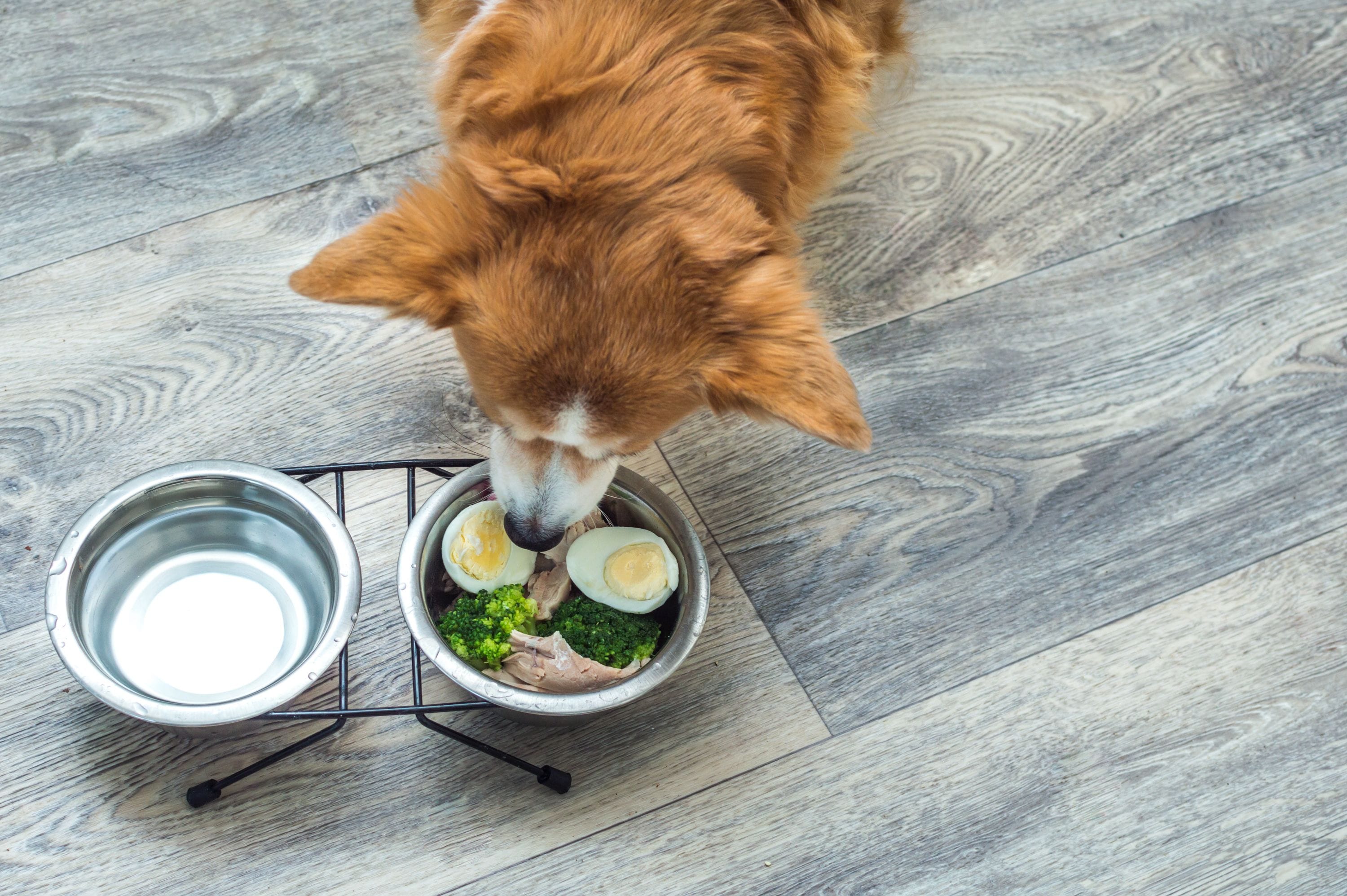 Dürfen Hunde gekochte Eier essen? Hundeernährung