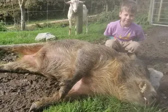 Das wilde Schwein: Auf einer Farm wurde dieser 120 Kilogramm schwere Eber getötet.