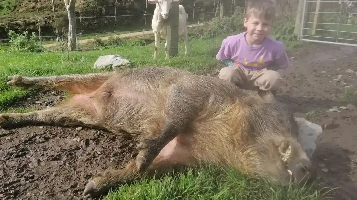 Das wilde Schwein: Auf einer Farm wurde dieser 120 Kilogramm schwere Eber getötet.