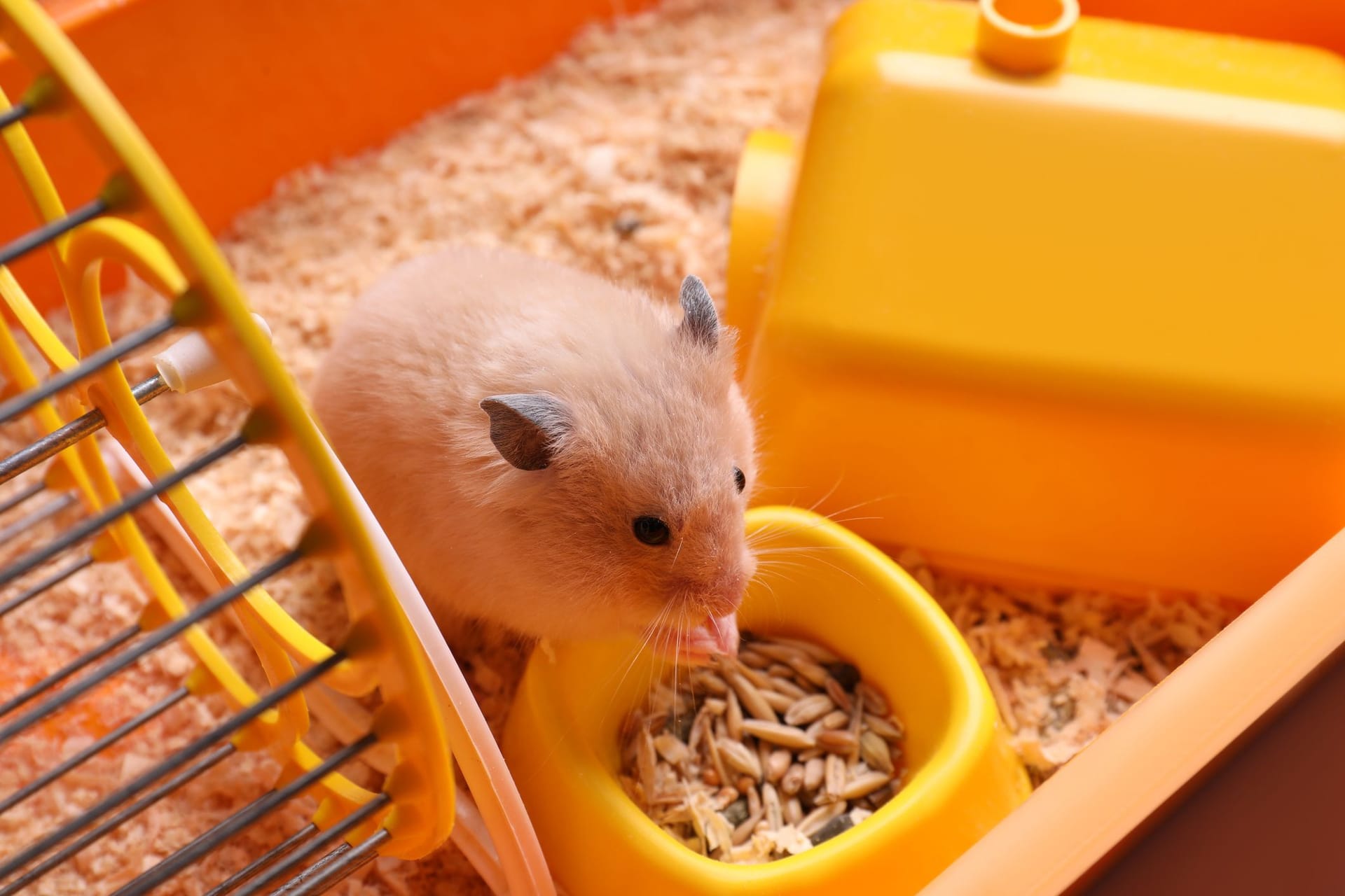 Hamsterfutter: Sorgen Sie für etwas Abwechslung beim Futter Ihres Haustiers.